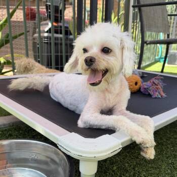 Chevy -  Maltese Dog for Adoption in Agoura Hills, California - Chevy | PetCurious
