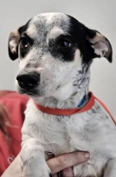 Mixed Breed Dogs Available for Adoption - Bucky | PetCurious