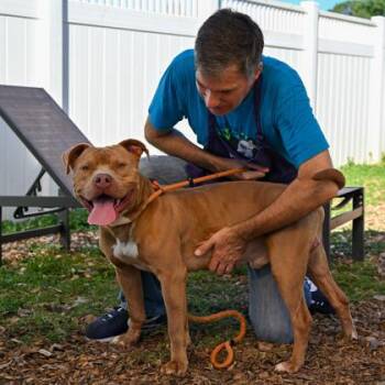 Mixed Breed Dogs Available for Adoption in Chamblee, Georgia - Robby - IN FOSTER | PetCurious