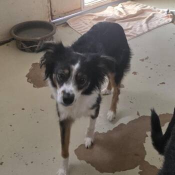 Lainey -  Australian Shepherd Dog for Adoption in Midland, Texas - Lainey | PetCurious