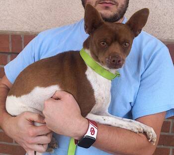 Rescue Jack Russell Terrier and Chihuahua Dogs for Adoption in Carrollton, Texas - Roscoe | PetCurious