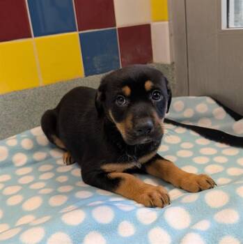 Australian Kelpie Dogs Available for Adoption - Pixie A215402 | PetCurious