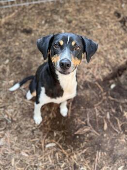 Hailey -  Beagle Dog for Adoption in Pawleys Island, South Carolina - Hailey | PetCurious