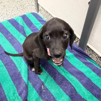 Ebony -  Labrador Retriever Dog for Adoption in Morganton, North Carolina - Ebony | PetCurious