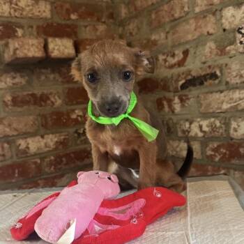 Jenny -  Yorkshire Terrier and Chihuahua Dog for Adoption in Saratoga Springs, New York - Jenny | PetCurious