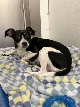 Paws -  Rat Terrier Dog for Adoption in Chambersburg, Pennsylvania - Paws | PetCurious