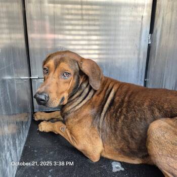 Rescue Redbone Coonhound Dogs for Adoption in San Antonio, Texas - FREDDY | PetCurious