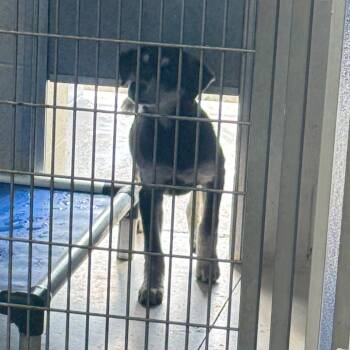 Rescue Mixed Breed Dogs for Adoption in Shelbyville, Illinois - Knight | PetCurious