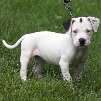 Indigo -  Pit Bull Terrier Dog for Adoption in South Elgin, Illinois - Indigo | PetCurious