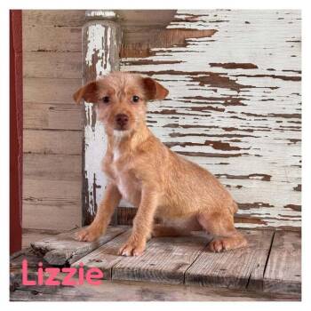 Lizzie -  Cairn Terrier Dog for Adoption in Carrollton, Texas - Lizzie | PetCurious
