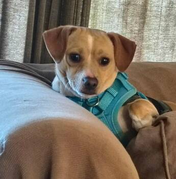 Beagle and Chihuahua Dogs Available for Adoption in Portland, Oregon - Prince | PetCurious