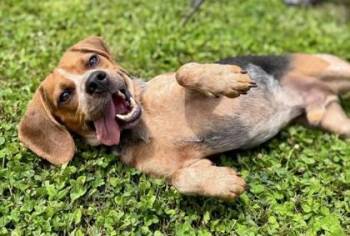 Beagle Dogs Available for Adoption in Malvern, Pennsylvania - Henry | PetCurious