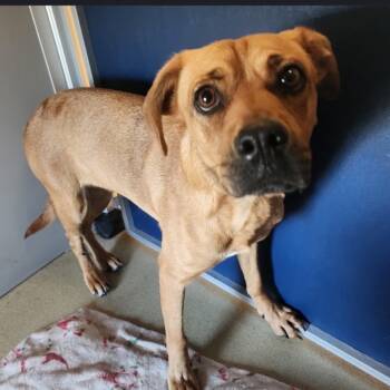 Rescue Mixed Breed Dogs for Adoption in Bismarck, North Dakota - Matilda | PetCurious