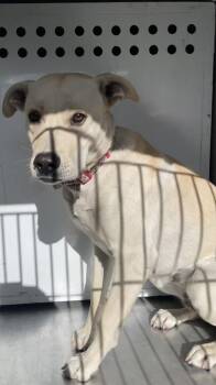 Labrador Retriever Dogs Available for Adoption in Victorville, California - Iyawna | PetCurious