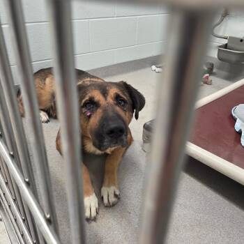 Leroy -  German Shepherd Dog and Mixed Breed Dog for Adoption in Chattanooga, Tennessee - Leroy | PetCurious