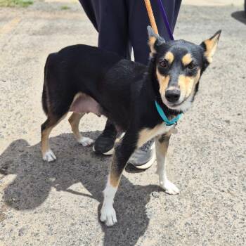 Cinnabon -  Shepherd Dog for Adoption in Wahiawa, Hawaii - Cinnabon | PetCurious