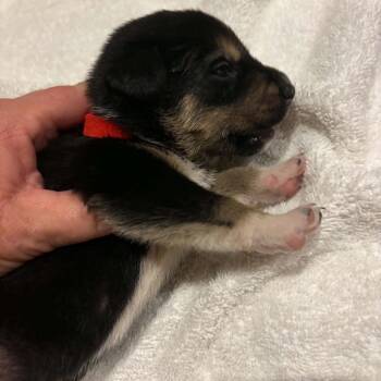 Sheriff C627 -  Shepherd Dog for Adoption in Allen, Texas - Sheriff C627 | PetCurious