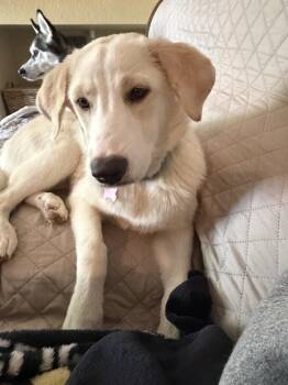 Meadow -  Great Pyrenees Dog for Adoption in Colorado Springs, Colorado - Meadow | PetCurious