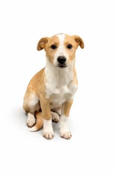 Australian Cattle Dog Blue Heeler and Mixed Breed Dogs Available for Adoption - Jaelin | PetCurious