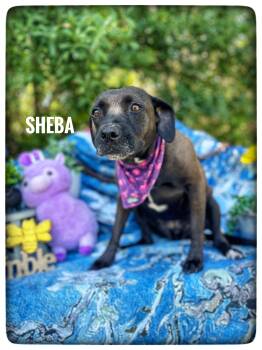 Labrador Retriever and Black Mouth Cur Dogs Available for Adoption in Sebring, Florida - Sheba | PetCurious