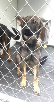 Lilly (6mo, 30lbs) -  German Shepherd Dog Dog for Adoption in Hinton, West Virginia - Lilly (6mo, 30lbs) | PetCurious