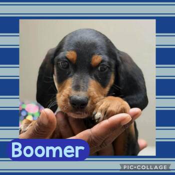 Dachshund and Poodle Dogs Available for Adoption in Ringwood, New Jersey - Boomer | PetCurious