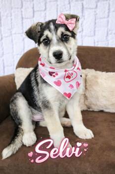 Husky and Shepherd Dogs Available for Adoption - Selvi | PetCurious