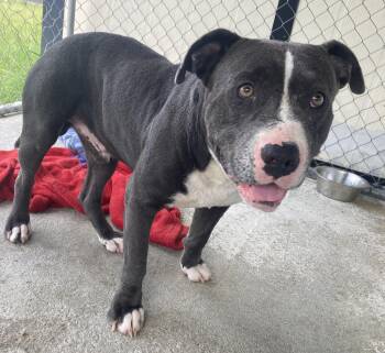 Casper -  American Staffordshire Terrier Dog for Adoption in Manning, South Carolina - Casper | PetCurious