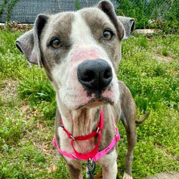 River -  Terrier and Mixed Breed Dog for Adoption in Falls Church, Virginia - River | PetCurious