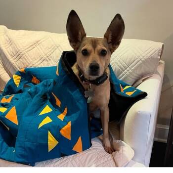 Rescue Shepherd and Chihuahua Dogs for Adoption in Kansas City, Missouri - Frida | PetCurious