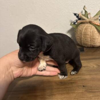 Kelly -  Dachshund and Mixed Breed Dog for Adoption in Baton Rouge, Louisiana - Kelly | PetCurious