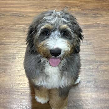 Graham -  Bernadoodle Dog for Adoption in Boardman, Ohio - Graham | PetCurious