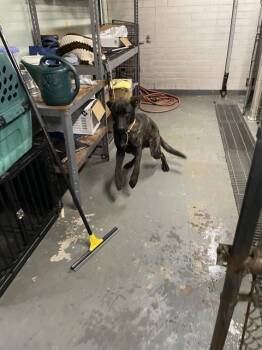 Dutch Shepherd and Mixed Breed Dogs Available for Adoption in Stockton, California - ZUKO | PetCurious