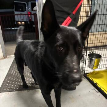 Shepherd pie -  Shepherd Dog for Adoption in Philadelphia, Pennsylvania - Shepherd Pie | PetCurious