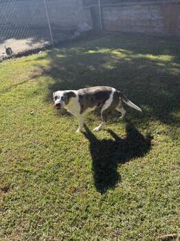 Rescue Mixed Breed Dogs for Adoption in Elberton, Georgia - Indy 11897 | PetCurious