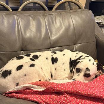 Dalmatian Dogs Available for Adoption - Lily-Union City, GA | PetCurious