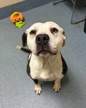 Felicity -  Pit Bull Terrier Dog for Adoption in Suffolk, Virginia - Felicity | PetCurious