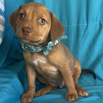 Honey -  Mixed Breed Dog for Adoption in Canal Winchester, Ohio - Honey | PetCurious