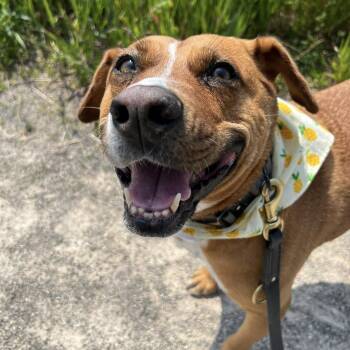 Felice -  Mixed Breed and Labrador Retriever Dog for Adoption in Mississauga, Ontario - Felice | PetCurious