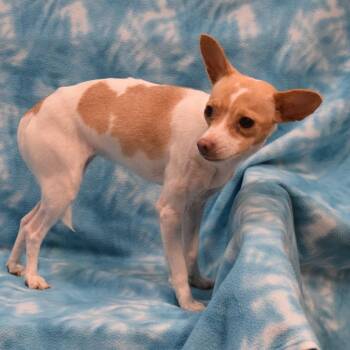 Chihuahua and Mixed Breed Dogs Available for Adoption - Barbara | PetCurious