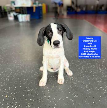 Snoopy -  Great Dane Dog for Adoption in Oviedo, Florida - Snoopy | PetCurious