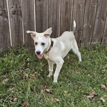 Labrador Retriever and Mixed Breed Dogs Available for Adoption - Soba 26-013 | PetCurious