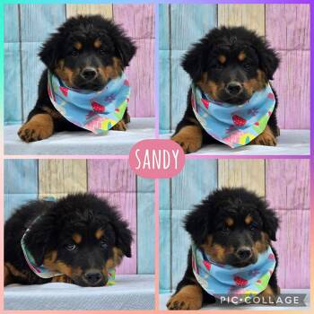 Australian Shepherd and Chow Chow Dogs Available for Adoption in Ringwood, New Jersey - Sandy | PetCurious