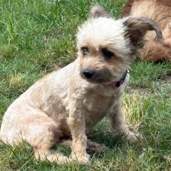Kia -  Miniature Poodle and Maltese Dog for Adoption in Santa Fe, Texas - Kia | PetCurious
