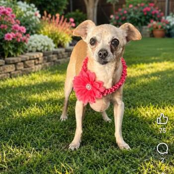 Ruthie -  Chihuahua Dog for Adoption in Clovis, California - Ruthie | PetCurious