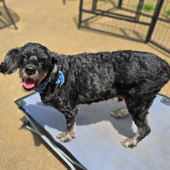 Rescue Cockapoo Dogs for Adoption in Tanner, Alabama - Walter | PetCurious