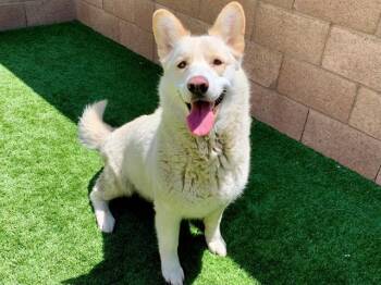 Shepherd Dogs Available for Adoption in San Marcos, California - SAVE ME PLEASE! Winter #A550404 | PetCurious