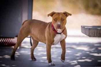 Florence -  Pit Bull Terrier Dog for Adoption in Twentynine Palms, California - Florence | PetCurious