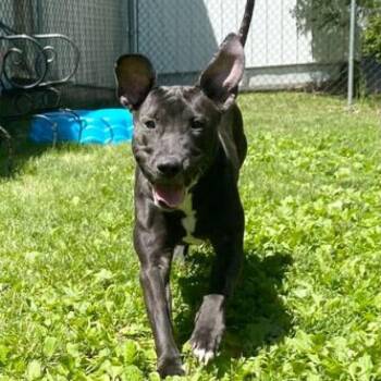 Chloe -  Mixed Breed Dog for Adoption in Davenport, Iowa - Chloe | PetCurious