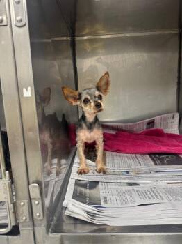 Gilbert -  Yorkshire Terrier Dog for Adoption in Sorrento, Louisiana - Gilbert | PetCurious